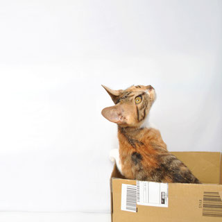 猫こひめ保護した時の画像6;猫と人,nekotohito,ネコトヒト