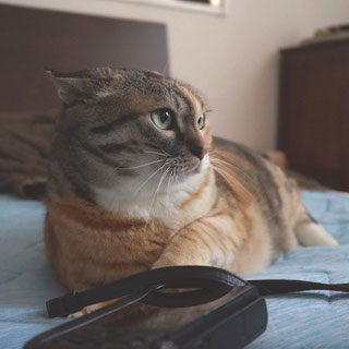 三毛猫しじみ;猫と人,nekotohito,ネコトヒト