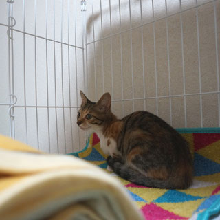 こひめ;猫と人,nekotohito,ネコトヒト