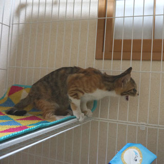 こひめ;猫と人,nekotohito,ネコトヒト