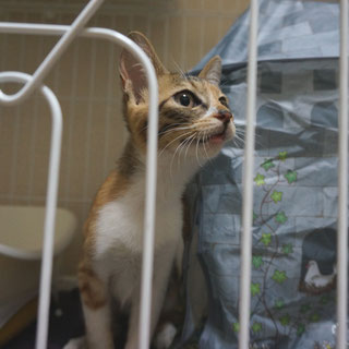 こひめ;猫と人,nekotohito,ネコトヒト
