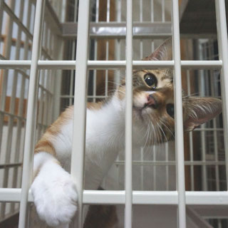 こひめ;猫と人,nekotohito,ネコトヒト