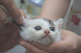 猫あこ(現まお)診療中の画像;猫と人,nekotohito,ネコトヒト