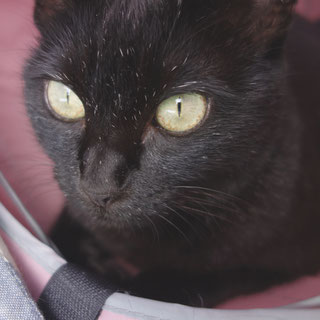 猫ののこ画像;猫と人,nekotohito,ネコトヒト