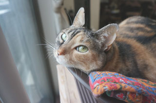 猫しじみを紹介する時の画像;猫と人,nekotohito,ネコトヒト