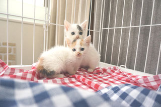 猫あこみこ(現まおみお)の画像;猫と人,nekotohito,ネコトヒト