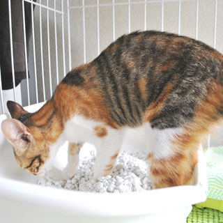 こひめ;猫と人,nekotohito,ネコトヒト