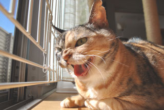 猫しじみが怒っている時の画像;猫と人,nekotohito,ネコトヒト