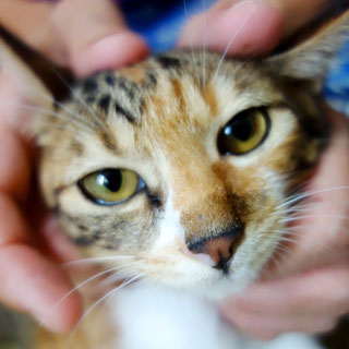 こひめ;猫と人,nekotohito,ネコトヒト