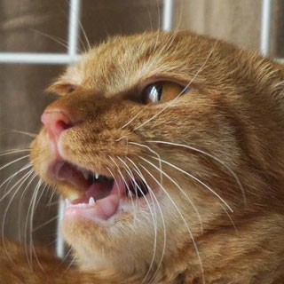 ネコトヒト;猫と人,nekotohito,ネコトヒト