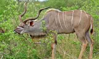 Antilopi Kenya Vacanze