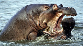Ippopotamo - Kenya Vacanze