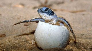 Lamu Marine Conservation