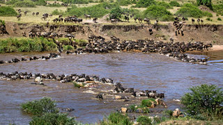 Parchi e Riserve del Kenya - Mara Crossing