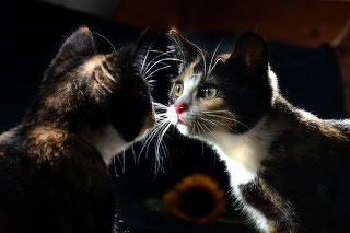 Spiegelnild Katze