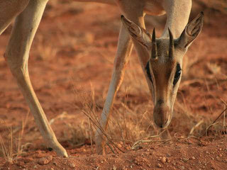 Safaris Kenia Tsavo West und Ost