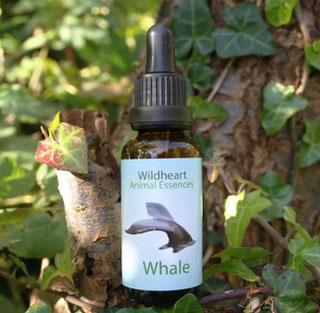 30ml - CHF 28.00