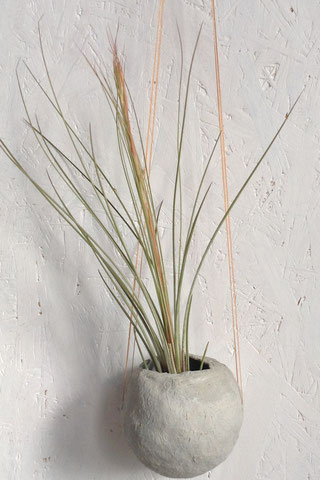 Juncea Air Plant in its early stages of blooming by PASiNGA