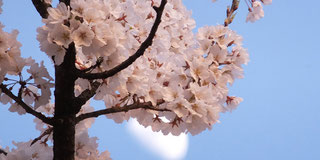 桜_永代供養墓-東京 小日向 本法寺-東京都文京区のお墓 永代供養墓 法要-