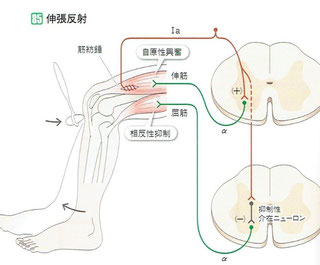 筋紡錘