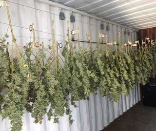 Wie man Cannabis richtig Marihuana Blüten trocknen