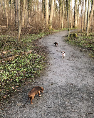 Den morgendlichen Spaziergang geniessen alle.