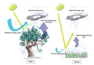 Le cycle des eaux et forêts.