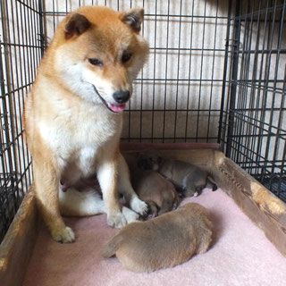 赤柴大桃とその子犬の画像