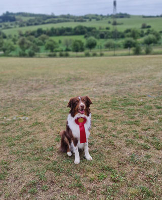 Brauner und weißer Hund sitzt auf einer Wiese und trägt eine rote Schleife am Hals