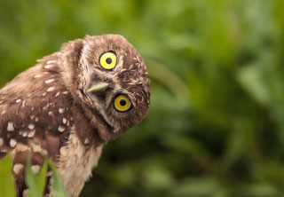 Nicht Nicolas Ludewig =) Foto folgt (iStock)