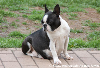 Wir erwarten Boston Terrier Welpen! Boston Terrier Welpen vom Züchter, Rheinland-Pfalz bei Luxemburg/Belgien/Schweiz/Niederlande!