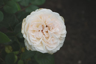 Rose "Sebastian Kneipp" (s.Quellen)