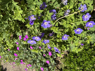 Geranium Bodendecker