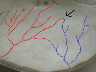 Les vaisseaux sanguins du crâne, en cinquième