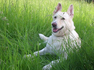 Jule, Foto: vom Halter