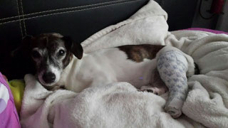 Nanzy, Foto vom Halter