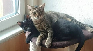 Pepper und Lucky, die beiden Kater unserer Margret, sind natürlich kastriert! Foto: M.Müller