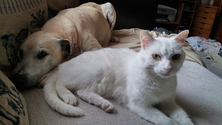 Sammy und Rocky; Foto Cremer