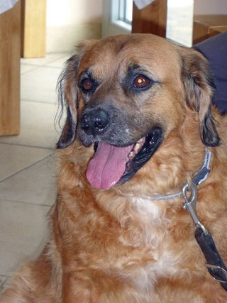 Bruno, ein Tiertafel-Schützling