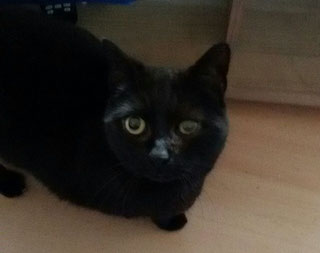 Foto vom Halter, Katze Lisal