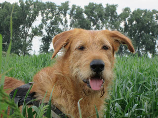 Teddy, Foto vom Halter