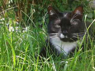 Kater Socke, Foto vom Halter