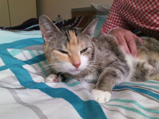 Gismo, Foto vom Halter