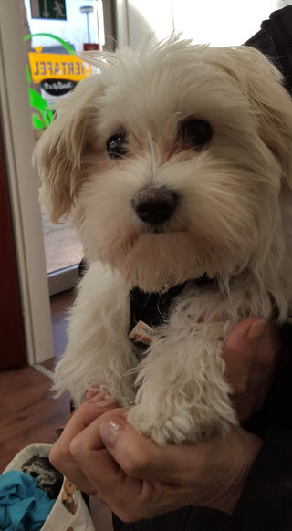 Malteserwelpe Tessa