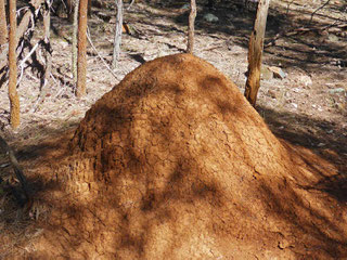 A termite mound on Mount Majura