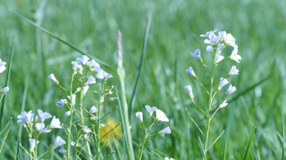 Wiesen-Schaumkraut