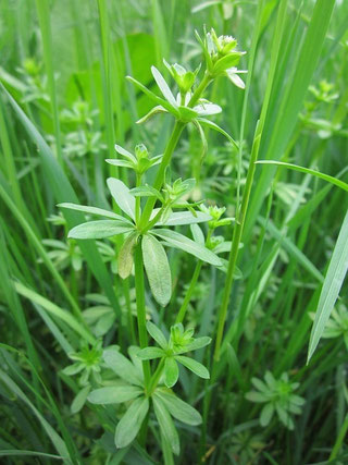 Echtes Labkraut