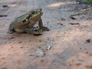 Frosch Sommerkafi Sool