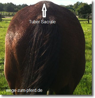 Kruppe mit Huckel