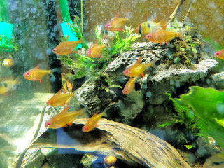 Fische - Bonsai-Garnelen Aquaristik Wettstein,alles rund um Garnelen